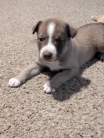 Trixie , a female Australian Cattle Dog and Siberian Husky for sale in Mountain Home, ID – 2 of 3