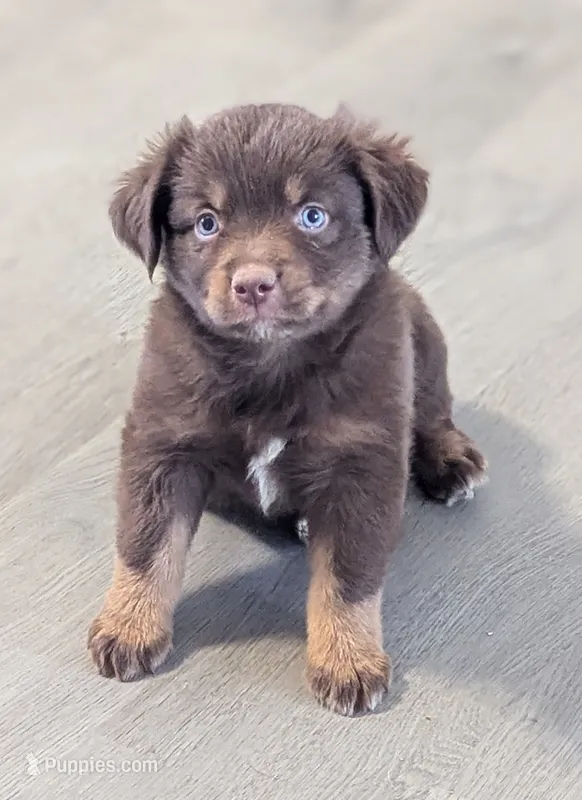 Hershey  – Miniature American Shepherd puppy for sale in Mountain Home, ID