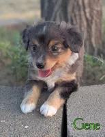 Gene, a male Miniature American Shepherd for sale in Mountain Home, ID – 2 of 5