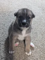 Hannah, a female Australian Cattle Dog and Siberian Husky for sale in Mountain Home, ID – 3 of 3