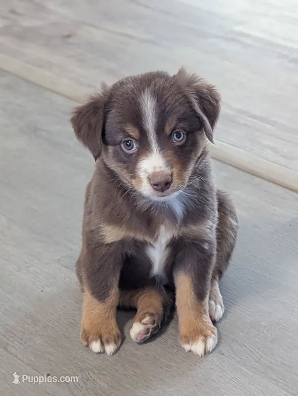 Hazelnut  – Miniature American Shepherd puppy for sale in Mountain Home, ID