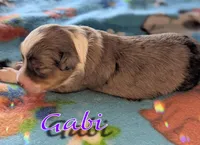 Gabi, a female Miniature American Shepherd for sale in Mountain Home, ID – 3 of 4