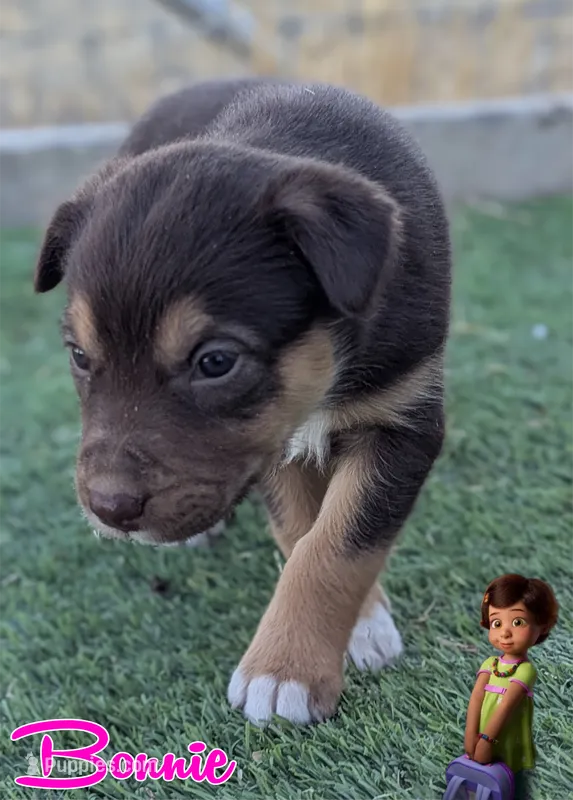 Bonnie  – Australian Cattle Dog, Siberian Husky puppy for sale in Mountain Home, ID