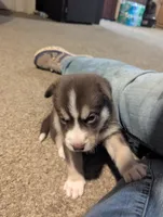 Woody, a male Australian Cattle Dog and Siberian Husky for sale in Mountain Home, ID – 2 of 3