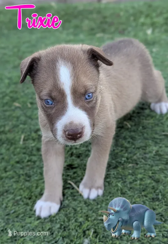 Trixie  – Australian Cattle Dog, Siberian Husky puppy for sale in Mountain Home, ID