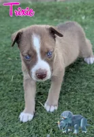 Trixie , a female Australian Cattle Dog and Siberian Husky for sale in Mountain Home, ID – 1 of 3