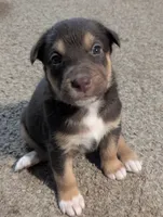 Bonnie , a female Australian Cattle Dog and Siberian Husky for sale in Mountain Home, ID – 3 of 3