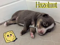 Hazelnut , a female Miniature American Shepherd for sale in Mountain Home, ID – 3 of 3