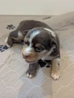 Haggis , a male Miniature American Shepherd for sale in Mountain Home, ID – 2 of 3