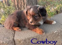 Cowboy , a male Miniature American Shepherd for sale in Mountain Home, ID – 4 of 5