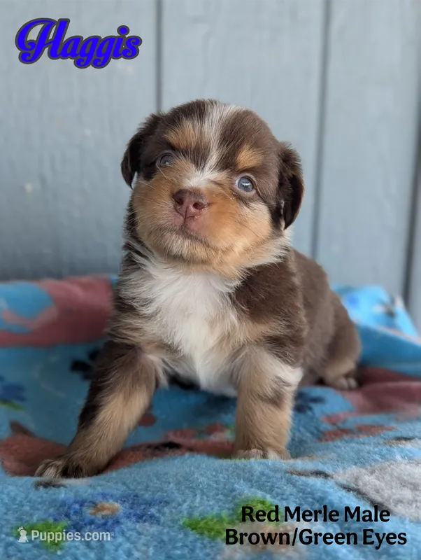 Haggis  – Miniature American Shepherd puppy for sale in Mountain Home, ID