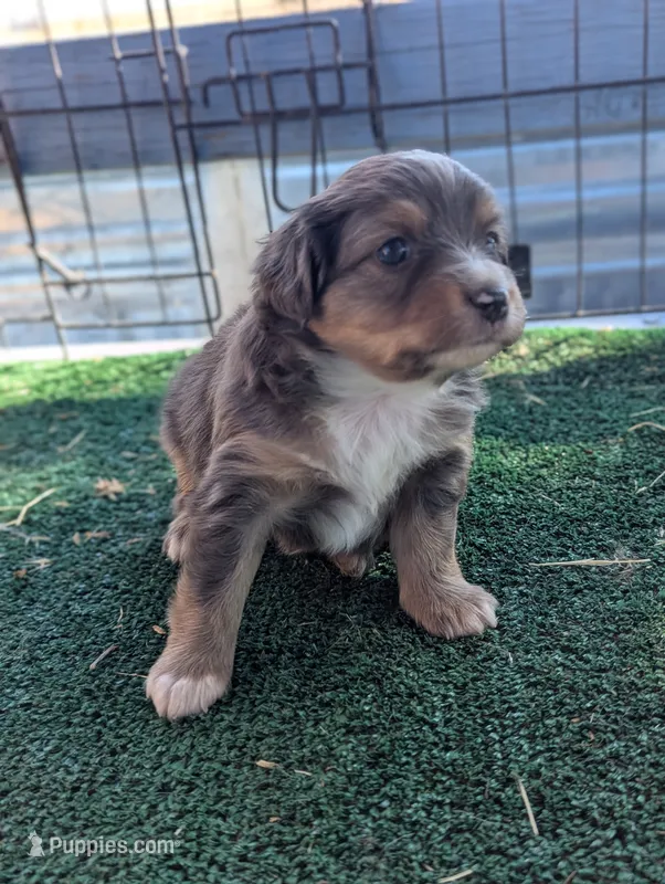 Gidget  – Miniature American Shepherd puppy for sale in Mountain Home, ID