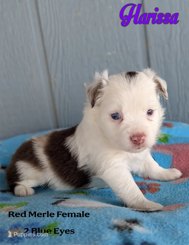Harissa  – Miniature American Shepherd puppy for sale in Mountain Home, ID