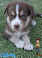 Woody, a male Australian Cattle Dog and Siberian Husky for sale in Mountain Home, ID – 3 of 3