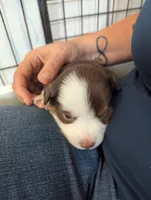 Hickory, a male Miniature American Shepherd for sale in Mountain Home, ID – 2 of 2