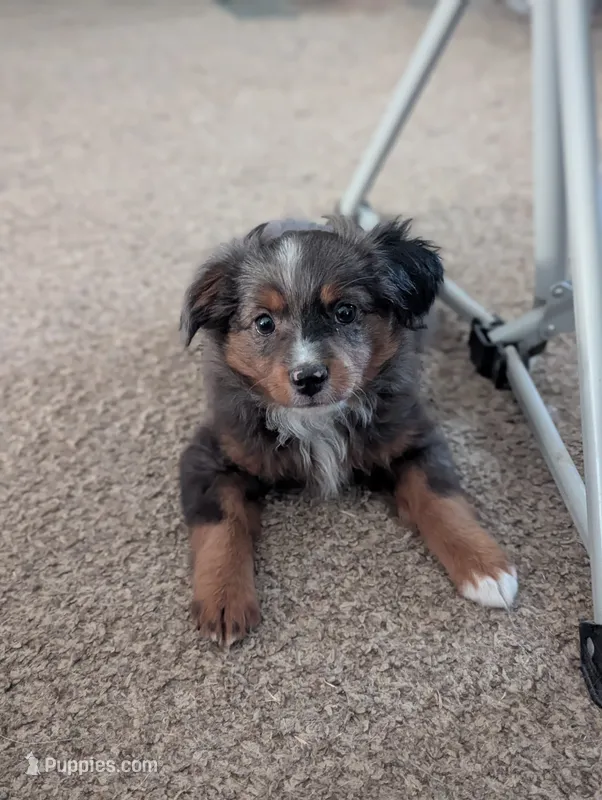 Cowboy  – Miniature American Shepherd puppy for sale in Mountain Home, ID