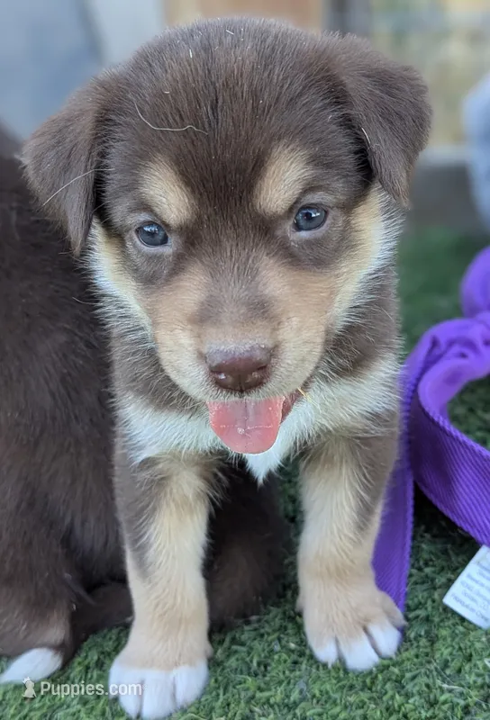 Bo Peep  – Australian Cattle Dog, Siberian Husky puppy for sale in Mountain Home, ID