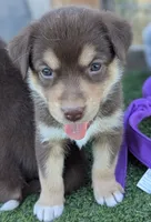 Bo Peep , a female Australian Cattle Dog and Siberian Husky for sale in Mountain Home, ID – 1 of 3