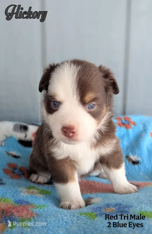 Hickory – Miniature American Shepherd puppy for sale in Mountain Home, ID