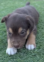 Bonnie , a female Australian Cattle Dog and Siberian Husky for sale in Mountain Home, ID – 2 of 3