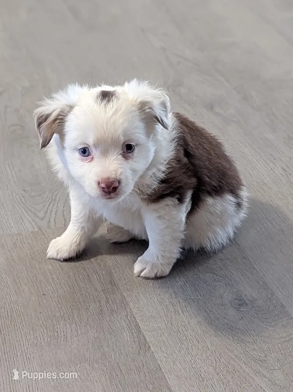 Harissa  – Miniature American Shepherd puppy for sale in Mountain Home, ID