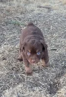 Hershey , a female Miniature American Shepherd for sale in Mountain Home, ID – 3 of 4