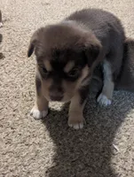 Bo Peep , a female Australian Cattle Dog and Siberian Husky for sale in Mountain Home, ID – 3 of 3