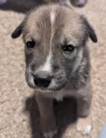 Hannah, a female Australian Cattle Dog and Siberian Husky for sale in Mountain Home, ID – 2 of 3