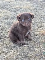 Hershey , a female Miniature American Shepherd for sale in Mountain Home, ID – 4 of 4