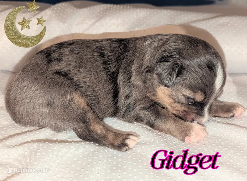 Gidget  – Miniature American Shepherd puppy for sale in Mountain Home, ID