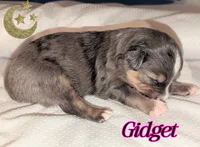 Gidget , a female Miniature American Shepherd for sale in Mountain Home, ID – 1 of 4