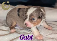 Gabi, a female Miniature American Shepherd for sale in Mountain Home, ID – 1 of 4