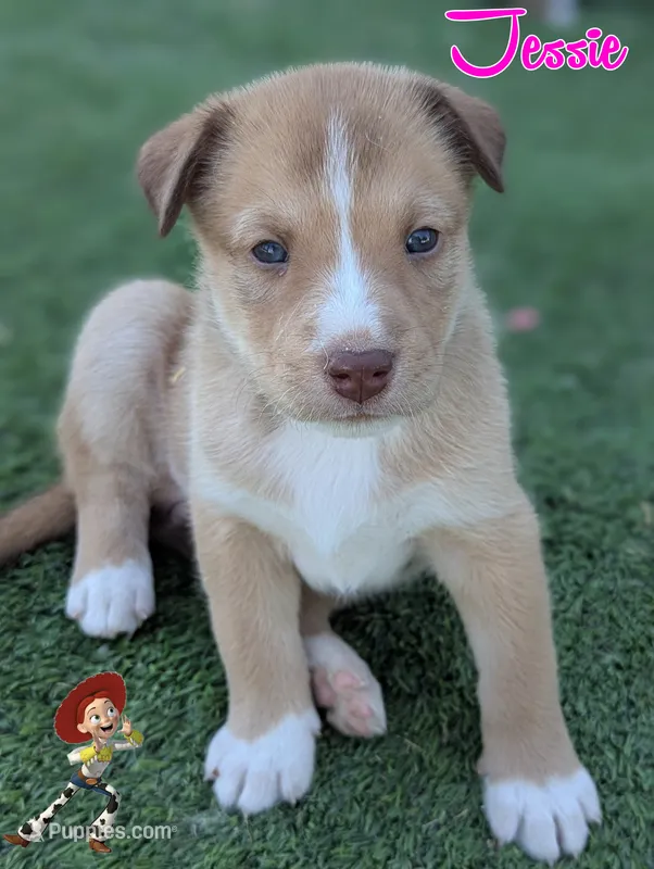 Jessie – Australian Cattle Dog, Siberian Husky puppy for sale in Mountain Home, ID