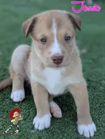Jessie, a female Australian Cattle Dog and Siberian Husky for sale in Mountain Home, ID – 1 of 3