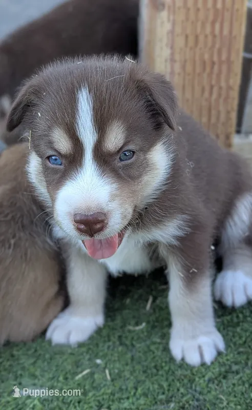 Woody – Australian Cattle Dog, Siberian Husky puppy for sale in Mountain Home, ID