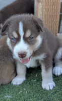 Woody, a male Australian Cattle Dog and Siberian Husky for sale in Mountain Home, ID – 1 of 3