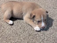 Jessie, a female Australian Cattle Dog and Siberian Husky for sale in Mountain Home, ID – 3 of 3