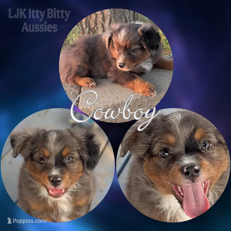 Cowboy  – Miniature American Shepherd puppy for sale in Mountain Home, ID