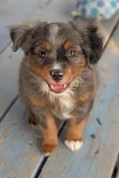 Cowboy , a male Miniature American Shepherd for sale in Mountain Home, ID – 2 of 5