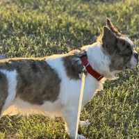 Flurfie, a female French Bulldog for sale in Thorndale, TX – Photo 1 of 3