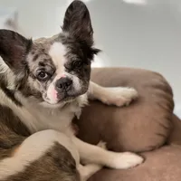 Flurfie, a female French Bulldog for sale in Thorndale, TX – Photo 3 of 3