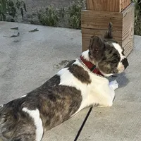 Flurfie, a female French Bulldog for sale in Thorndale, TX – Photo 2 of 3