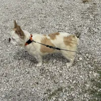 Beta, a female French Bulldog for sale in Thorndale, TX – Photo 1 of 2