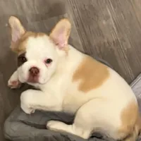 Beta, a female French Bulldog for sale in Thorndale, TX – Photo 2 of 2