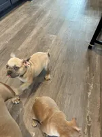 Frenchie pups, a female French Bulldog for sale in Thorndale, TX – Photo 8 of 8