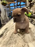 Frenchie pups, a female French Bulldog for sale in Thorndale, TX – Photo 6 of 8