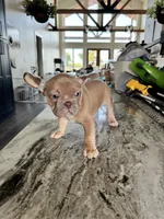 Frenchie pups, a female French Bulldog for sale in Thorndale, TX – Photo 2 of 8
