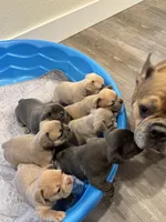 Frenchie pups, a female French Bulldog for sale in Thorndale, TX – Photo 1 of 8