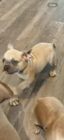 Frenchie pups, a female French Bulldog for sale in Thorndale, TX – Photo 5 of 8