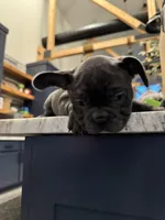 Frenchie pups, a female French Bulldog for sale in Thorndale, TX – Photo 4 of 8